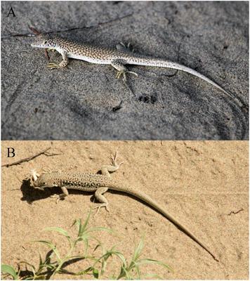 Sexual and natural selection interplay in sexual head shape dimorphism of two sympatric racerunners (Squamata: Lacertidae)